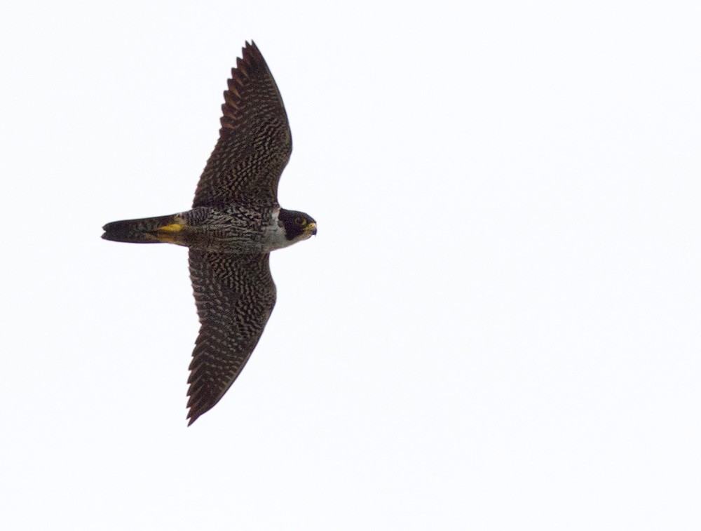Peregrine Falcon (Indo-Pacific) - Lars Petersson | My World of Bird Photography