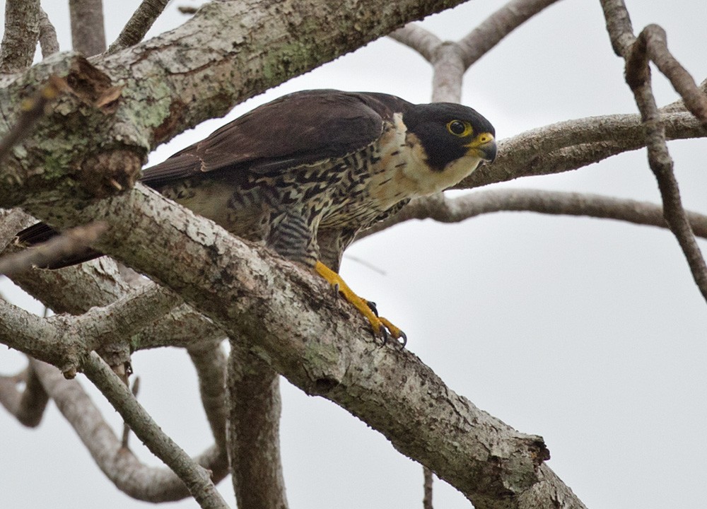 Peregrine Falcon (Indo-Pacific) - Lars Petersson | My World of Bird Photography