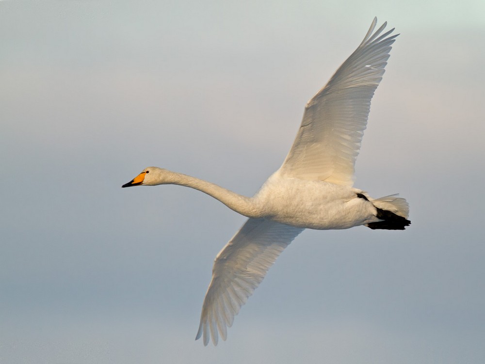 Whooper Swan - Lars Petersson | My World of Bird Photography