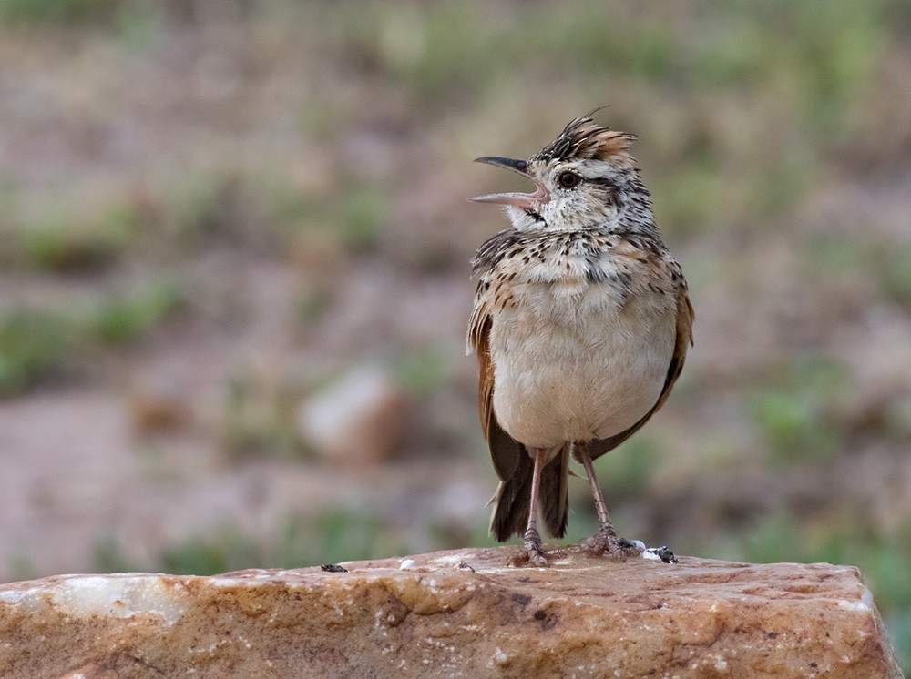 Rufous-naped Lark (Serengeti) - Lars Petersson | My World of Bird Photography
