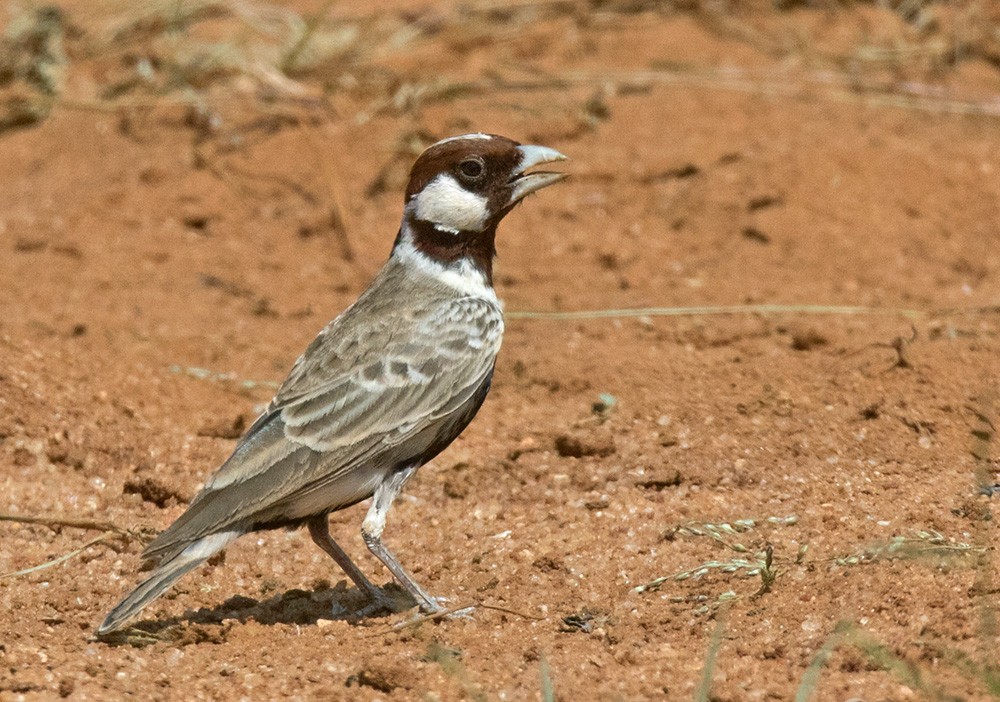 Chestnut-headed Sparrow-Lark - Lars Petersson | My World of Bird Photography