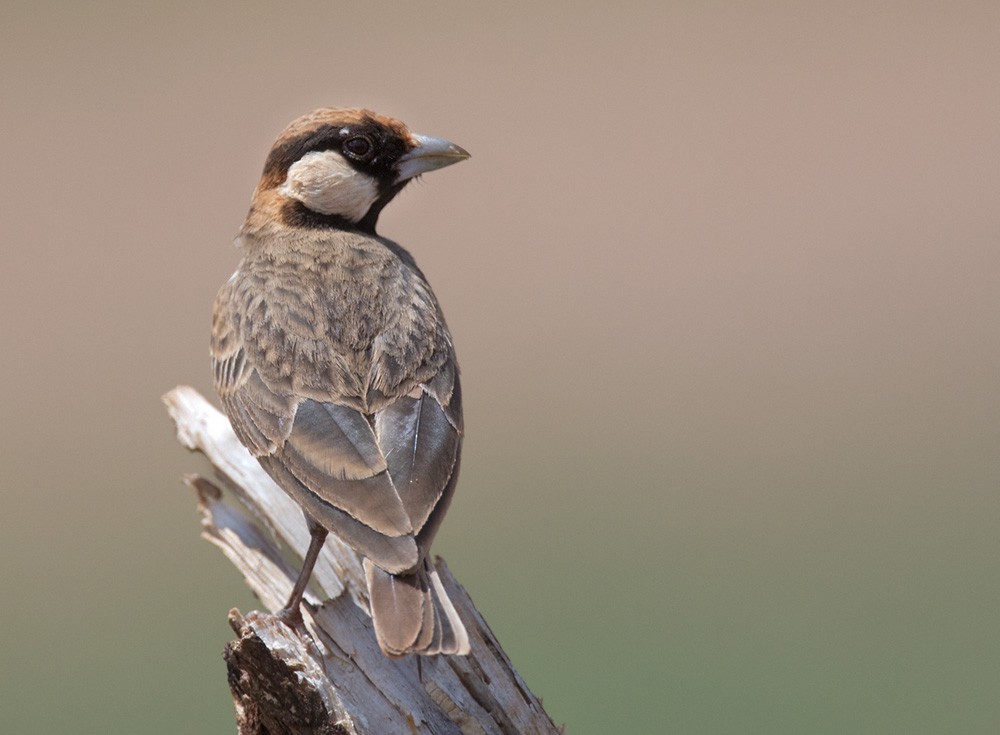 Fischer's Sparrow-Lark - Lars Petersson | My World of Bird Photography
