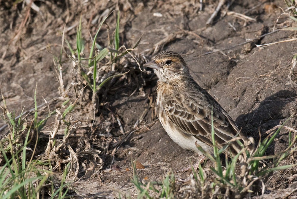Fischer's Sparrow-Lark - ML205960881