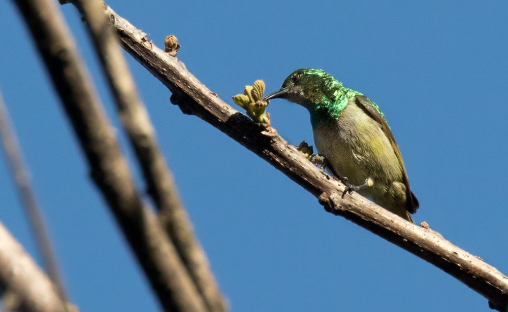 Green Sunbird (Gray-throated) - Lars Petersson | My World of Bird Photography