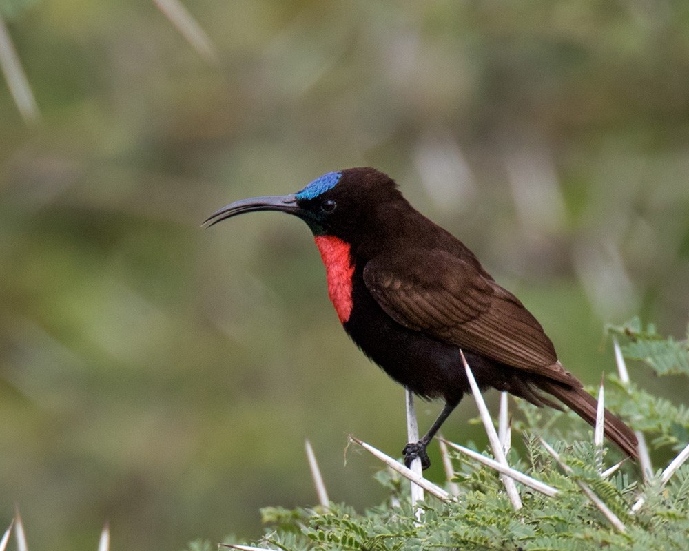 Scarlet-chested Sunbird - Lars Petersson | My World of Bird Photography