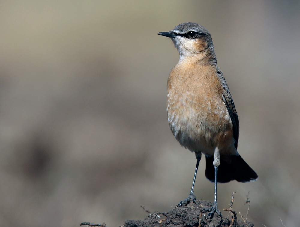 Rusty-breasted Wheatear - Lars Petersson | My World of Bird Photography