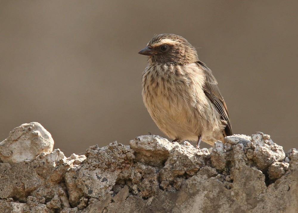 Brown-rumped Seedeater - Lars Petersson | My World of Bird Photography