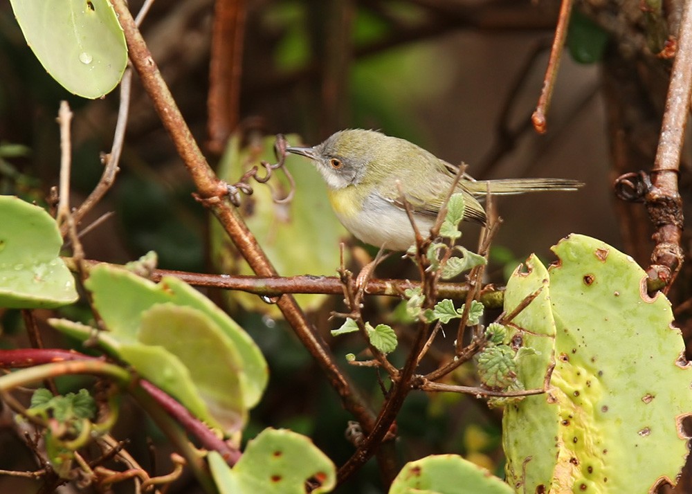 Yellow-breasted Apalis (Brown-tailed) - ML205961171