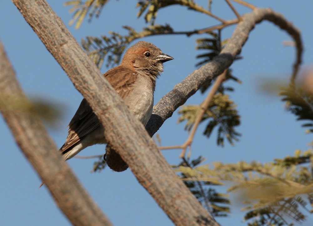 Sahel Bush Sparrow - ML205961181