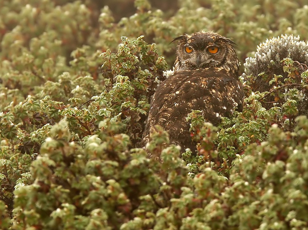 Cape Eagle-Owl - Lars Petersson | My World of Bird Photography