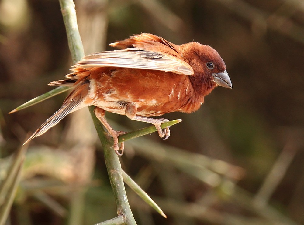Chestnut Sparrow - Lars Petersson | My World of Bird Photography