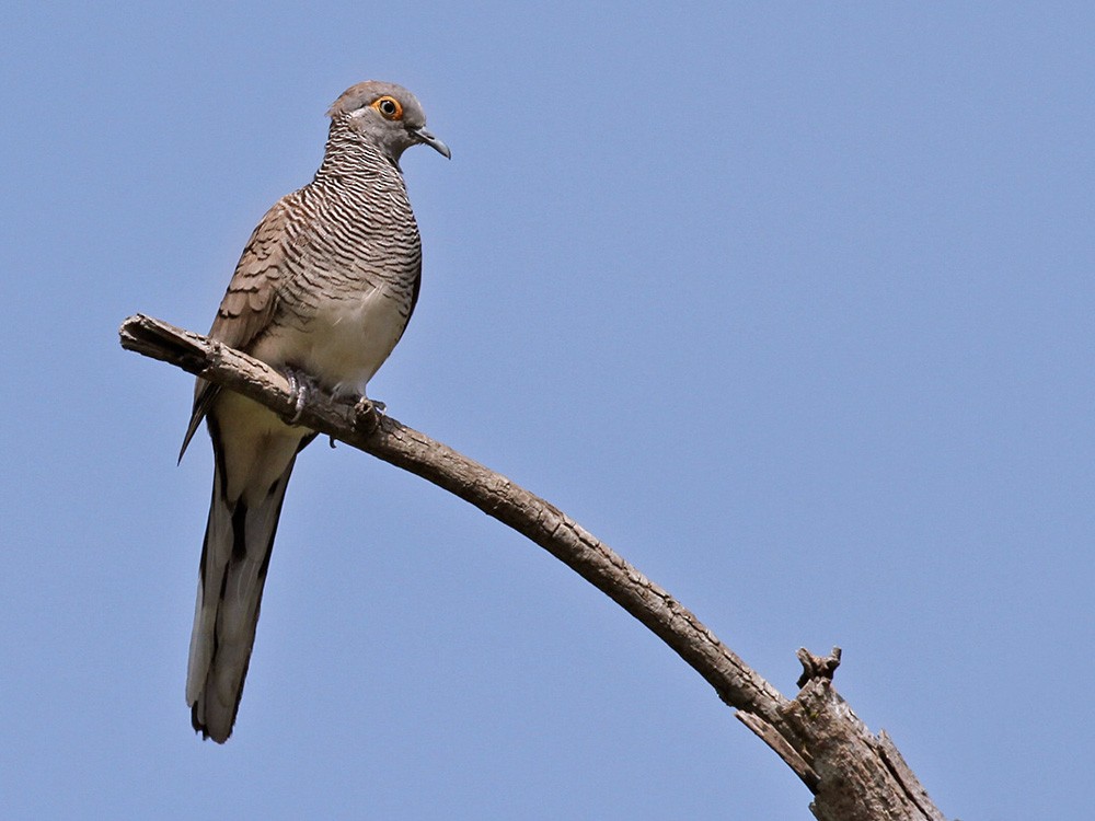 Barred Dove - Lars Petersson | My World of Bird Photography