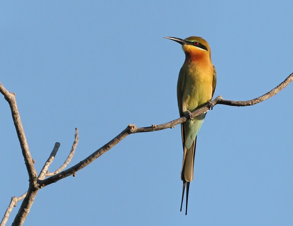 Blue-tailed Bee-eater - Lars Petersson | My World of Bird Photography