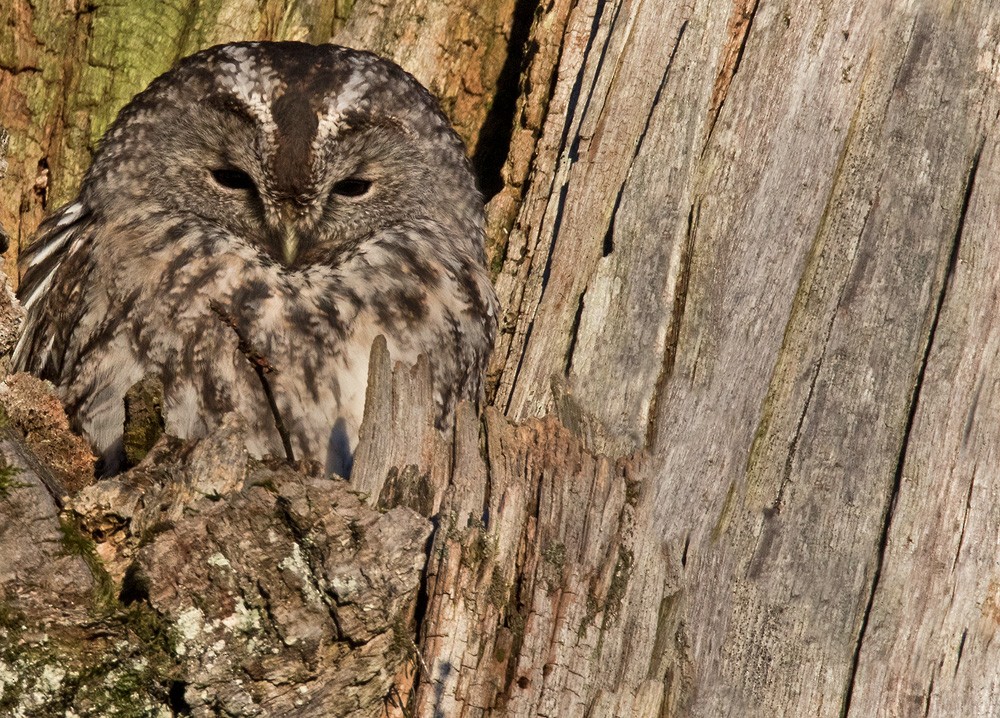 Tawny Owl - ML205961451