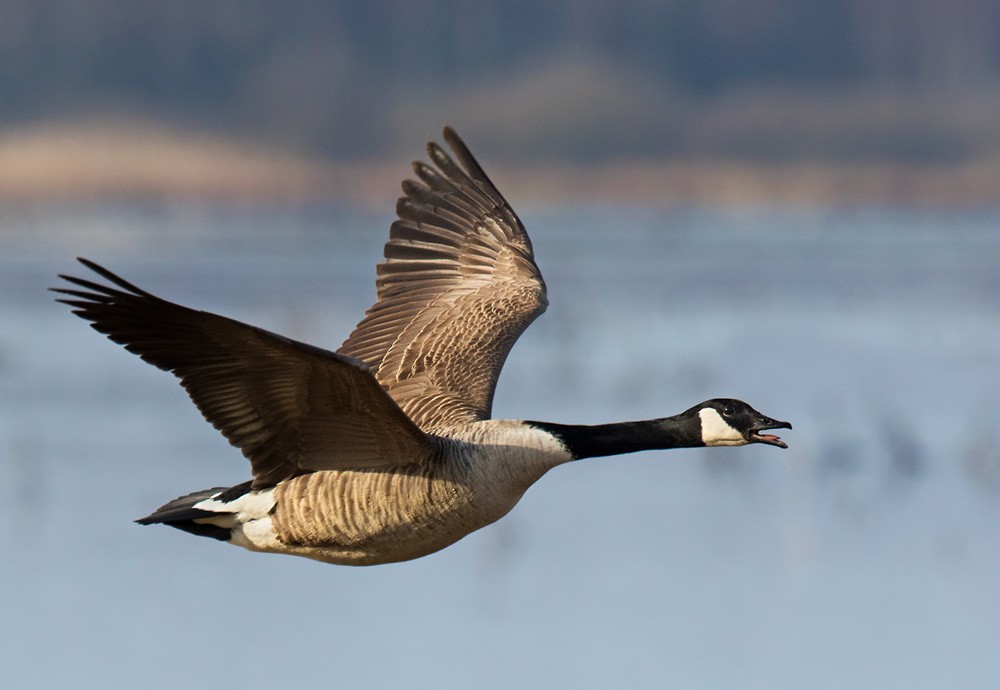 Canada Goose (canadensis Group) - Lars Petersson | My World of Bird Photography