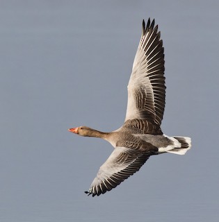 Graylag Goose (European), ML205961561