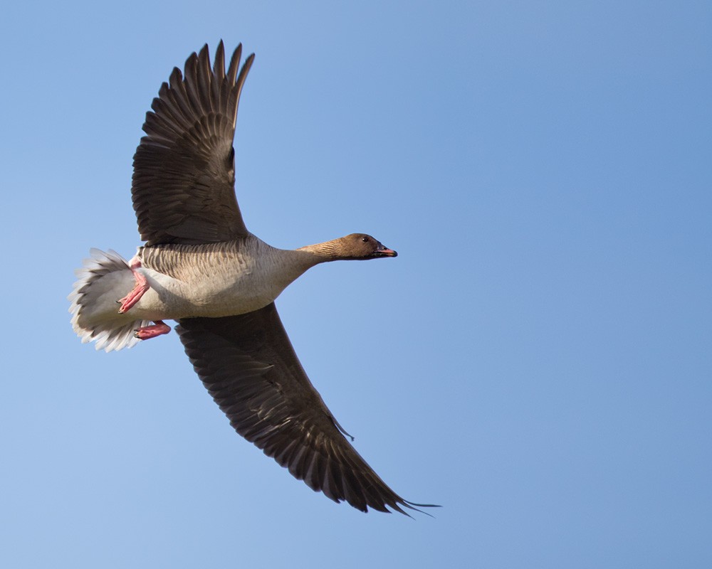 Pink-footed Goose - Lars Petersson | My World of Bird Photography