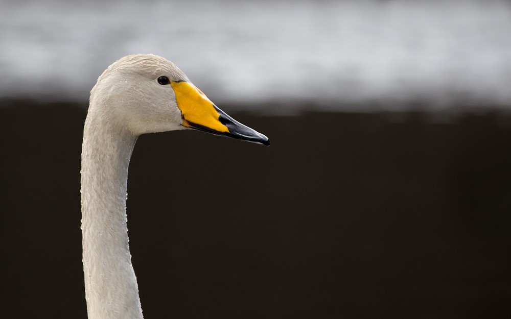 Whooper Swan - Lars Petersson | My World of Bird Photography