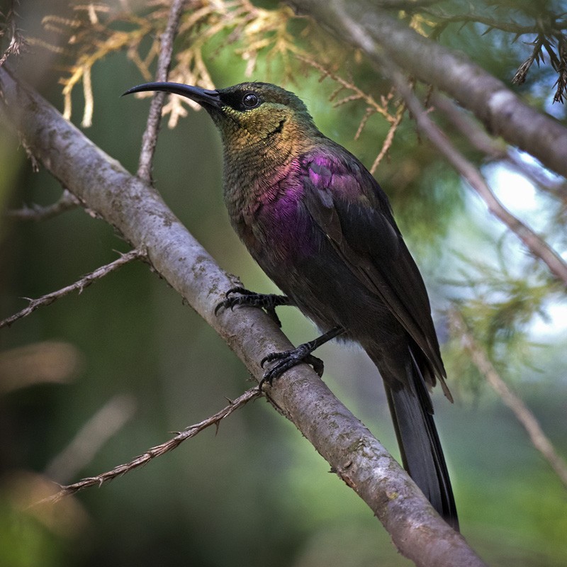 Tacazze Sunbird - Lars Petersson | My World of Bird Photography