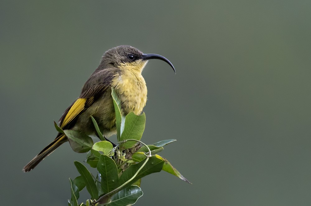 Golden-winged Sunbird - Lars Petersson | My World of Bird Photography