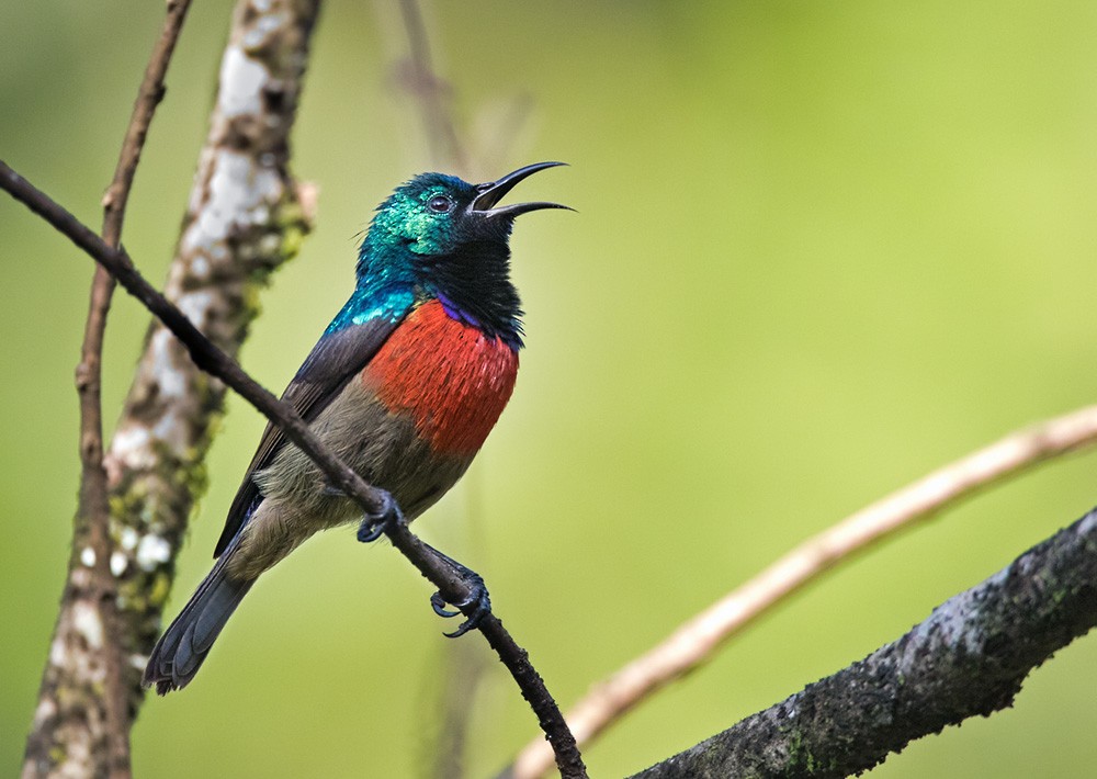 Northern Double-collared Sunbird (Eastern) - Lars Petersson | My World of Bird Photography