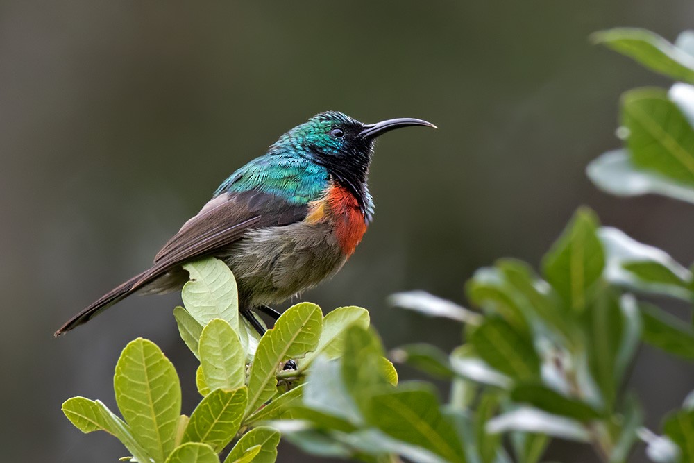Eastern Double-collared Sunbird - Lars Petersson | My World of Bird Photography