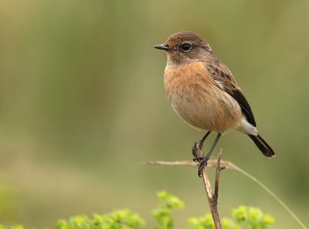 African Stonechat (Ethiopian) - Lars Petersson | My World of Bird Photography