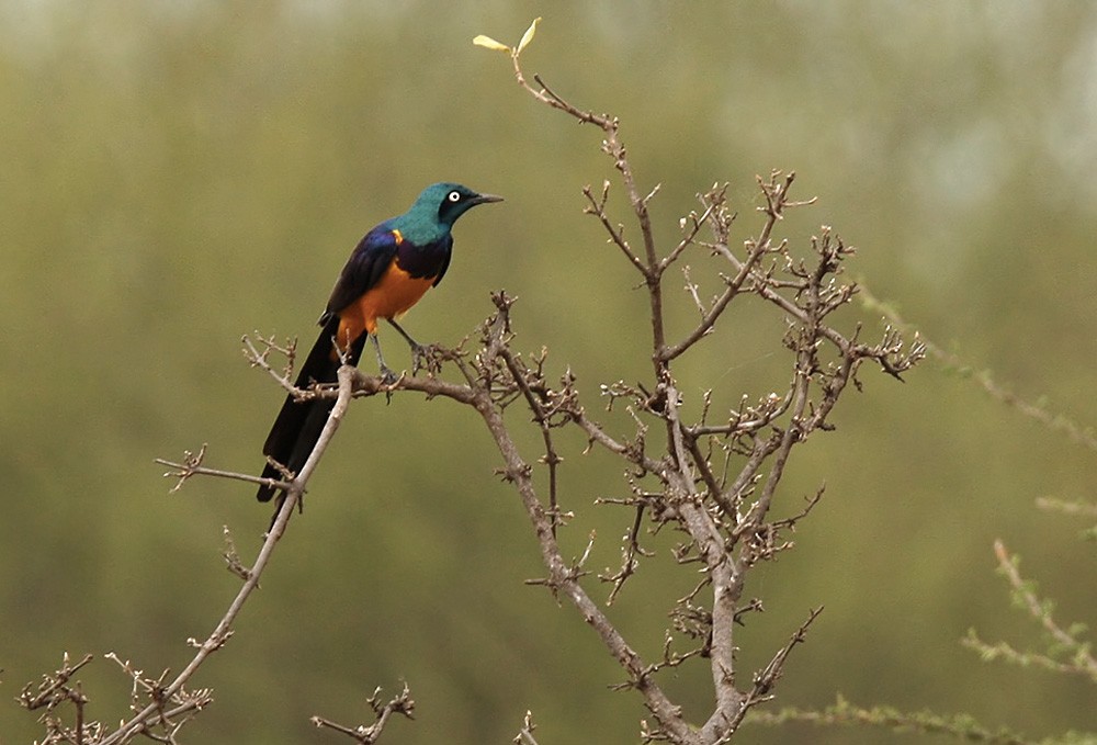 Golden-breasted Starling - ML205962261