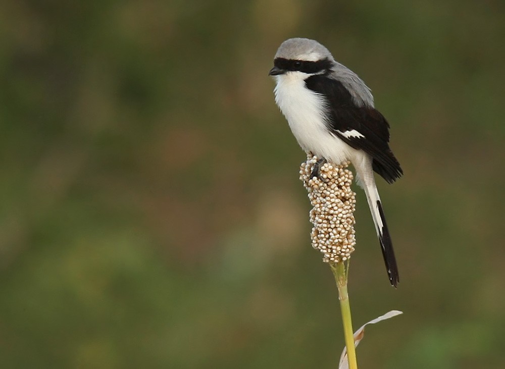 Gray-backed Fiscal - Lars Petersson | My World of Bird Photography