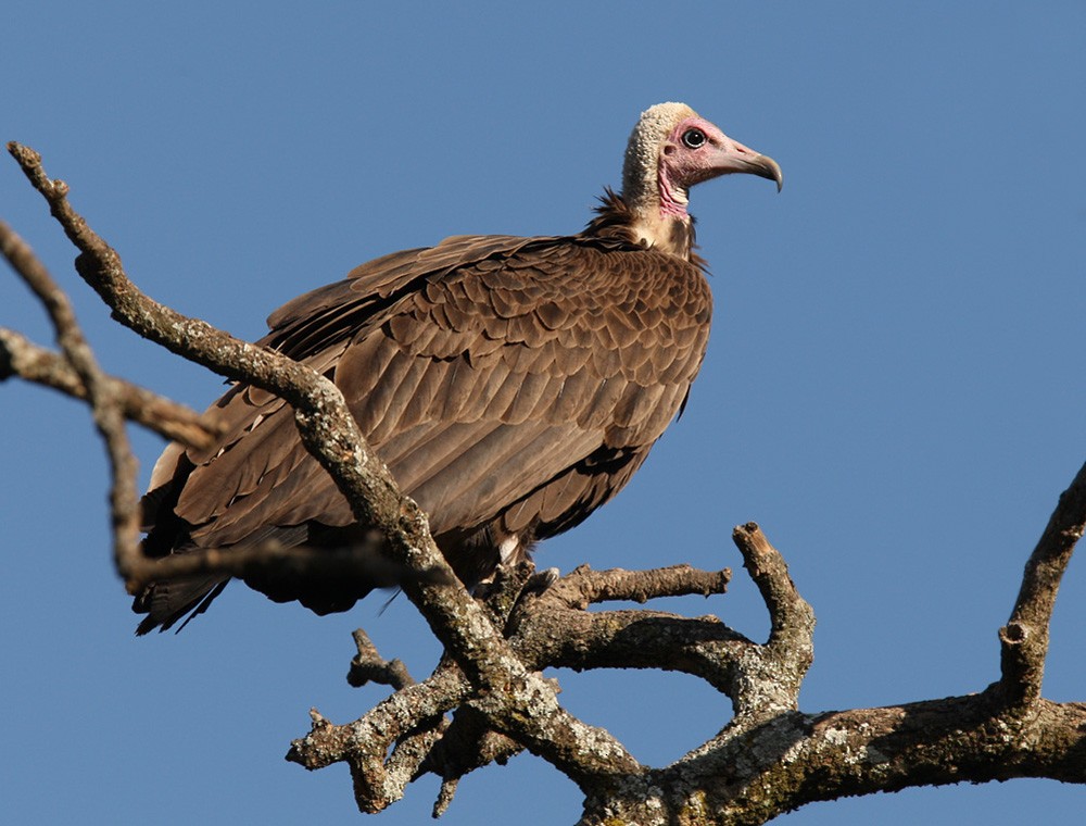 Hooded Vulture - Lars Petersson | My World of Bird Photography