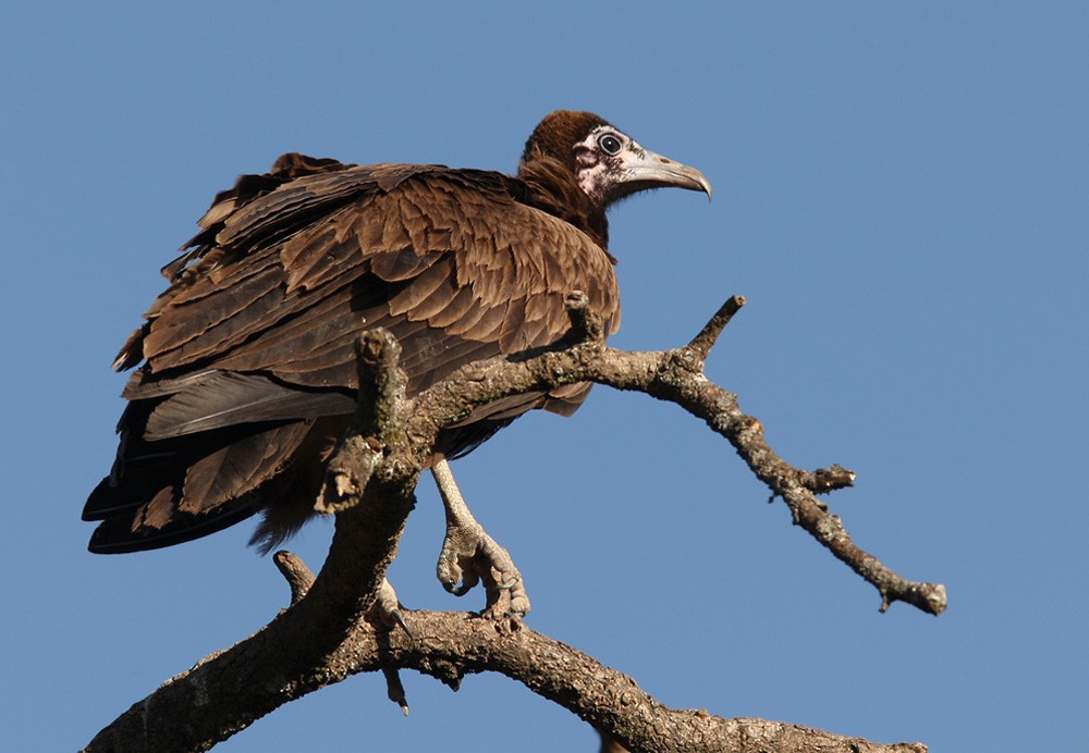 Hooded Vulture - Lars Petersson | My World of Bird Photography