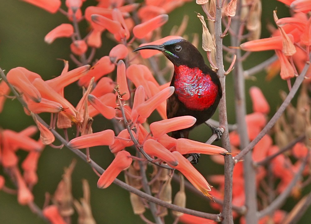 Hunter's Sunbird - Lars Petersson | My World of Bird Photography