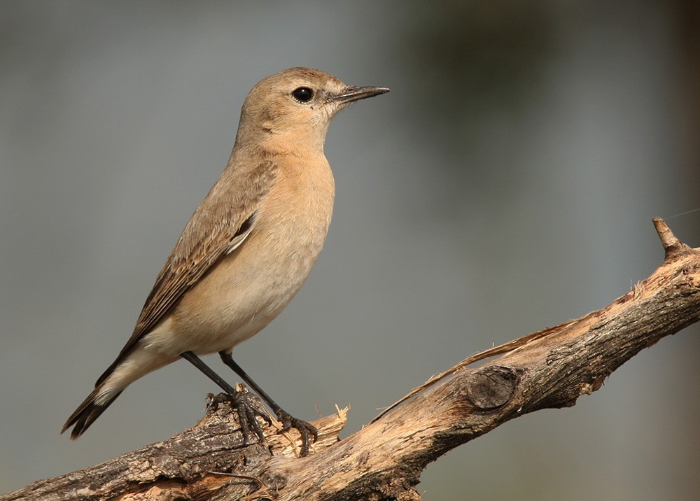 Isabelline Wheatear - Lars Petersson | My World of Bird Photography