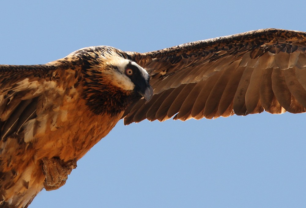Bearded Vulture - Lars Petersson | My World of Bird Photography