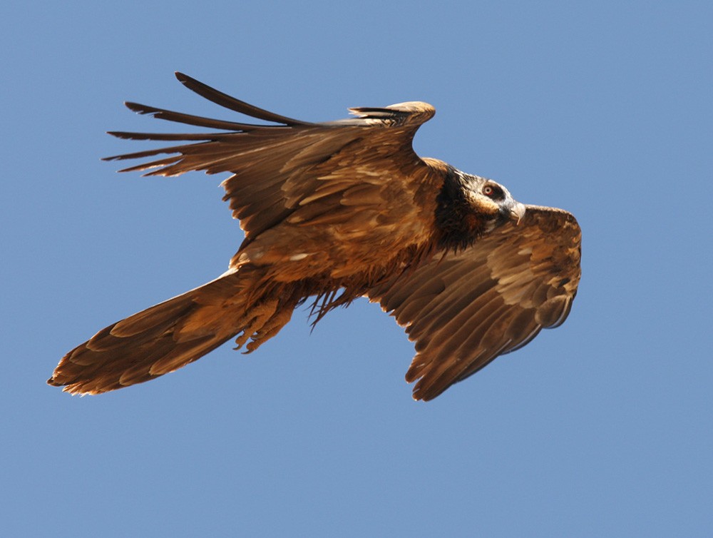 Bearded Vulture - ML205962391