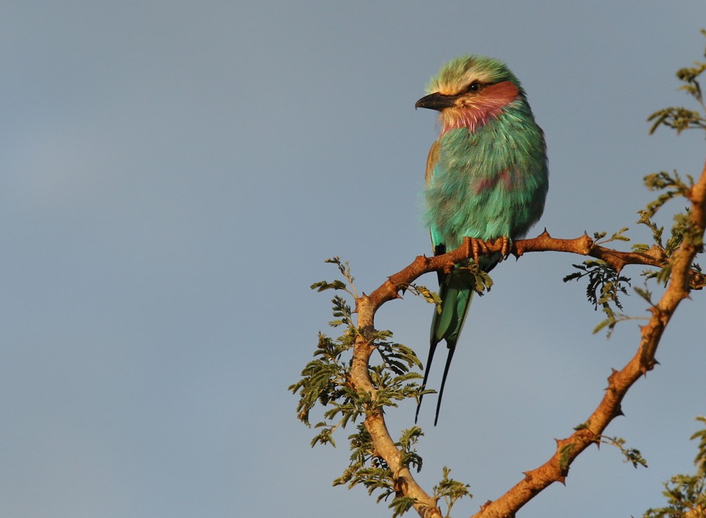 Lilac-breasted Roller - Lars Petersson | My World of Bird Photography