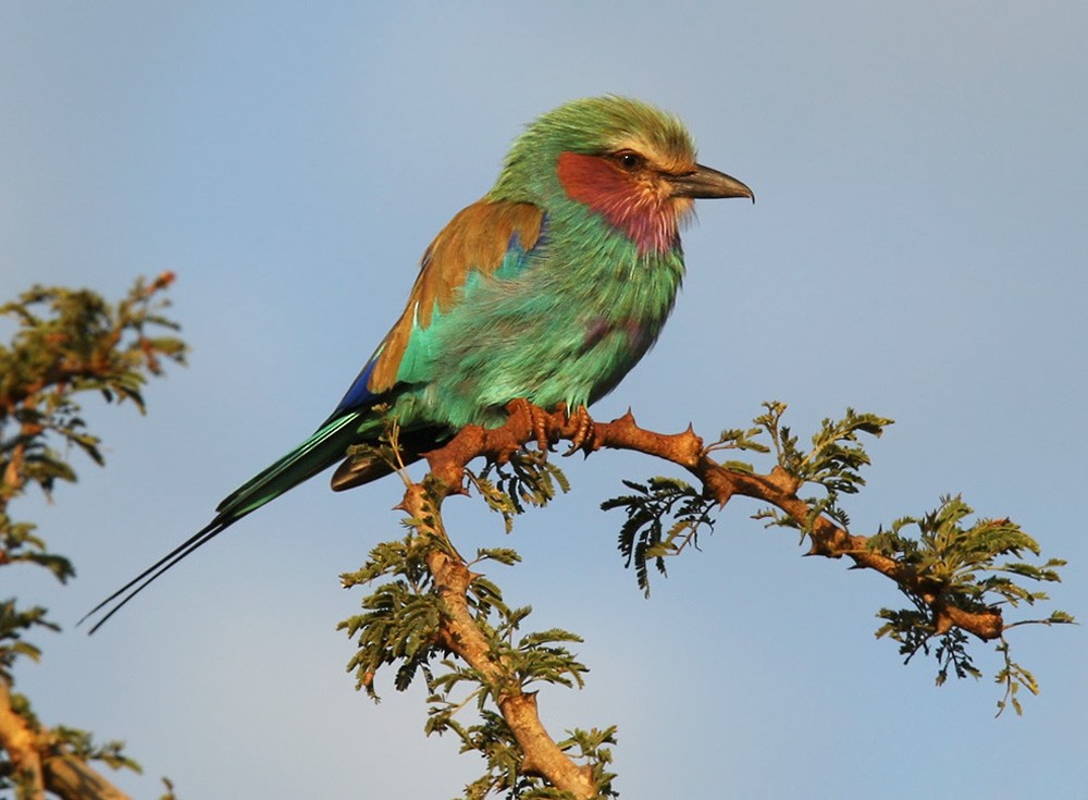 Lilac-breasted Roller - ML205962451