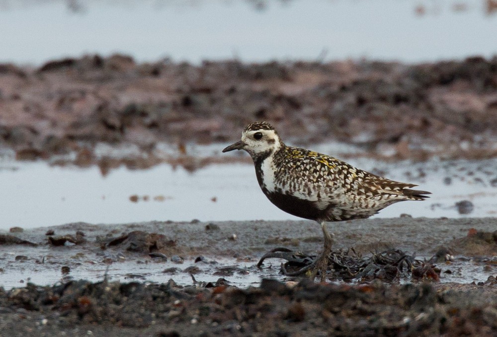 Pacific Golden-Plover - Lars Petersson | My World of Bird Photography