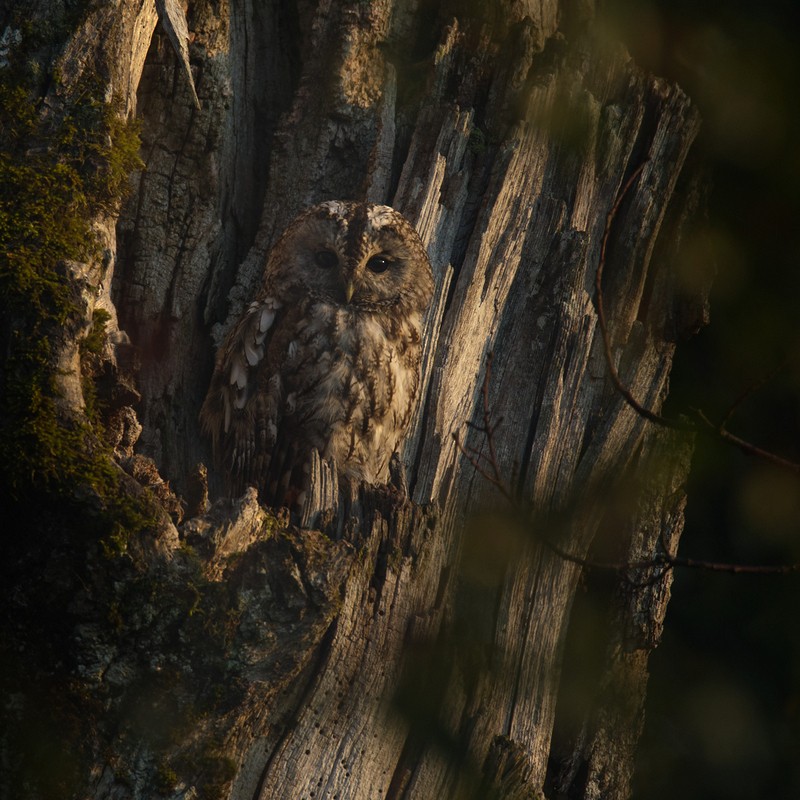 Tawny Owl - ML205962911