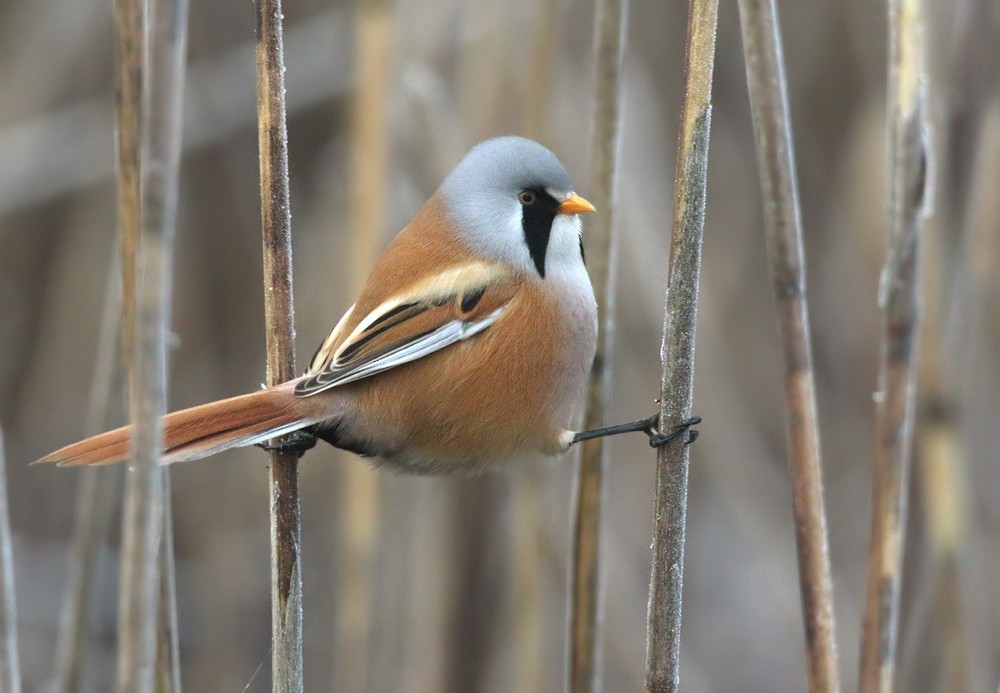 Bearded Reedling - Lars Petersson | My World of Bird Photography