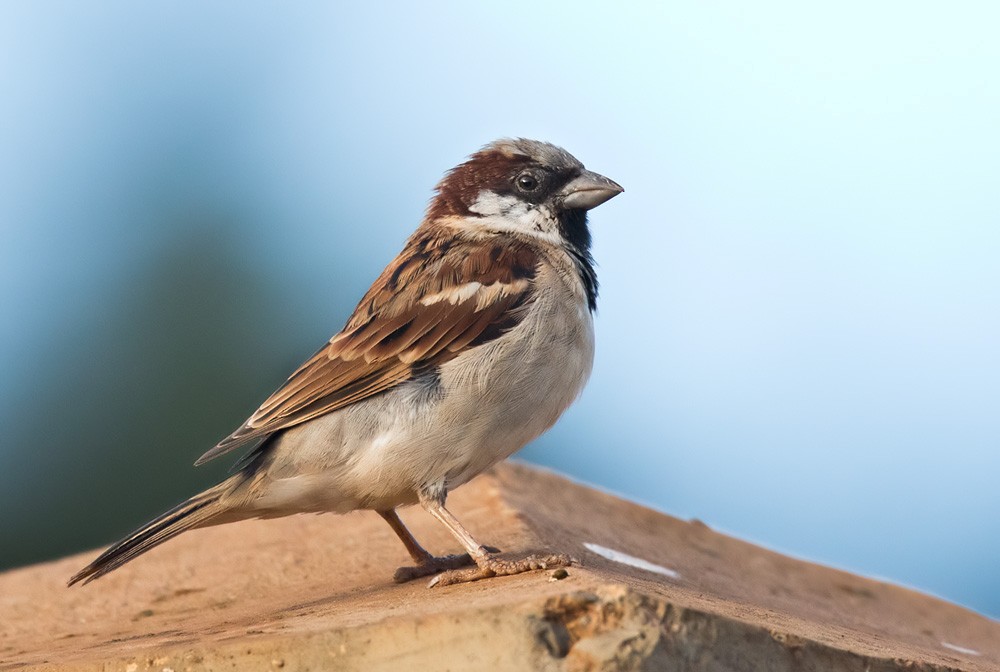 House Sparrow - Lars Petersson | My World of Bird Photography