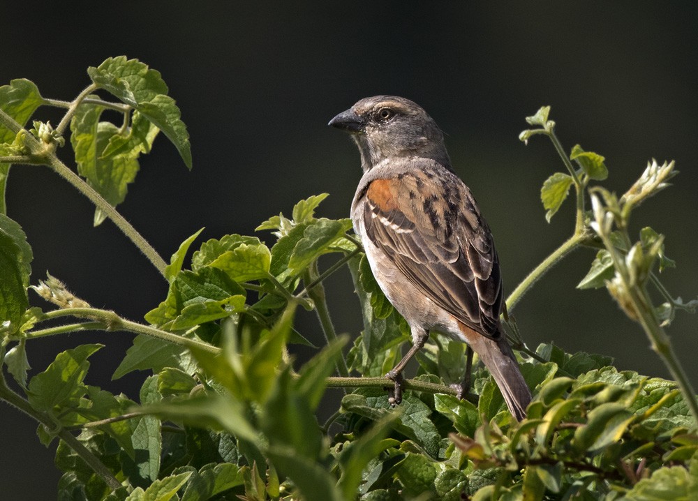 Kenya Rufous Sparrow - Lars Petersson | My World of Bird Photography