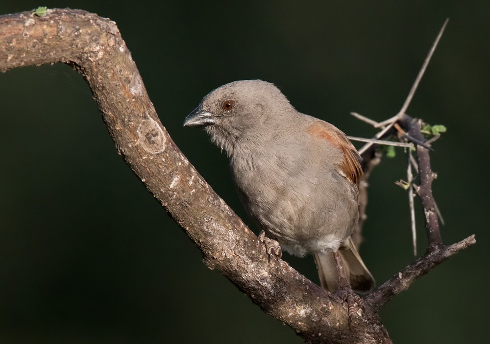 Parrot-billed Sparrow - Lars Petersson | My World of Bird Photography