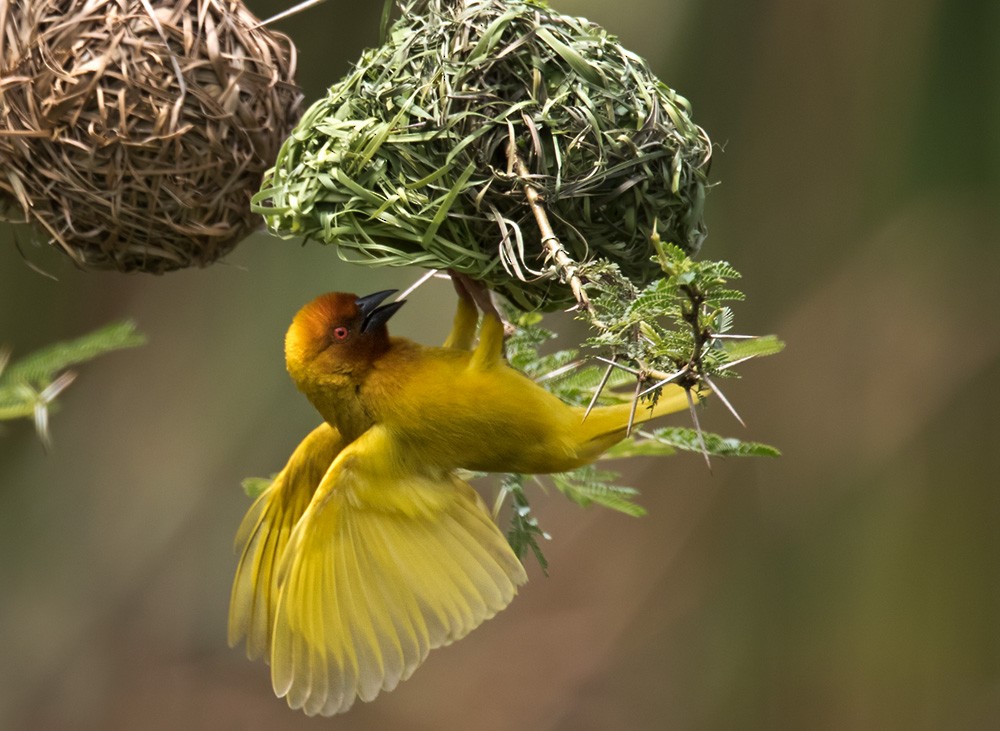 African Golden-Weaver - Lars Petersson | My World of Bird Photography