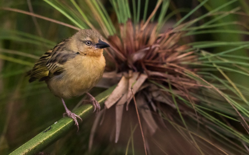 Northern Brown-throated Weaver - Lars Petersson | My World of Bird Photography