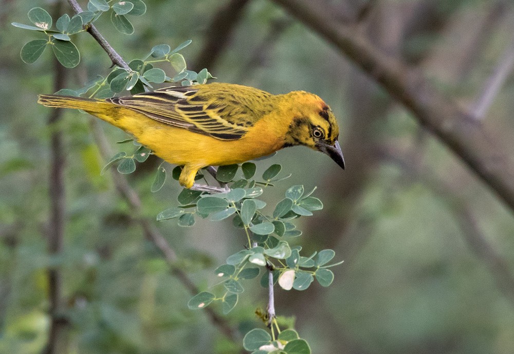 Lesser Masked-Weaver - Lars Petersson | My World of Bird Photography
