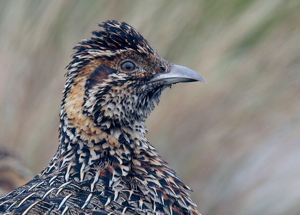 Moorland Francolin - Lars Petersson | My World of Bird Photography