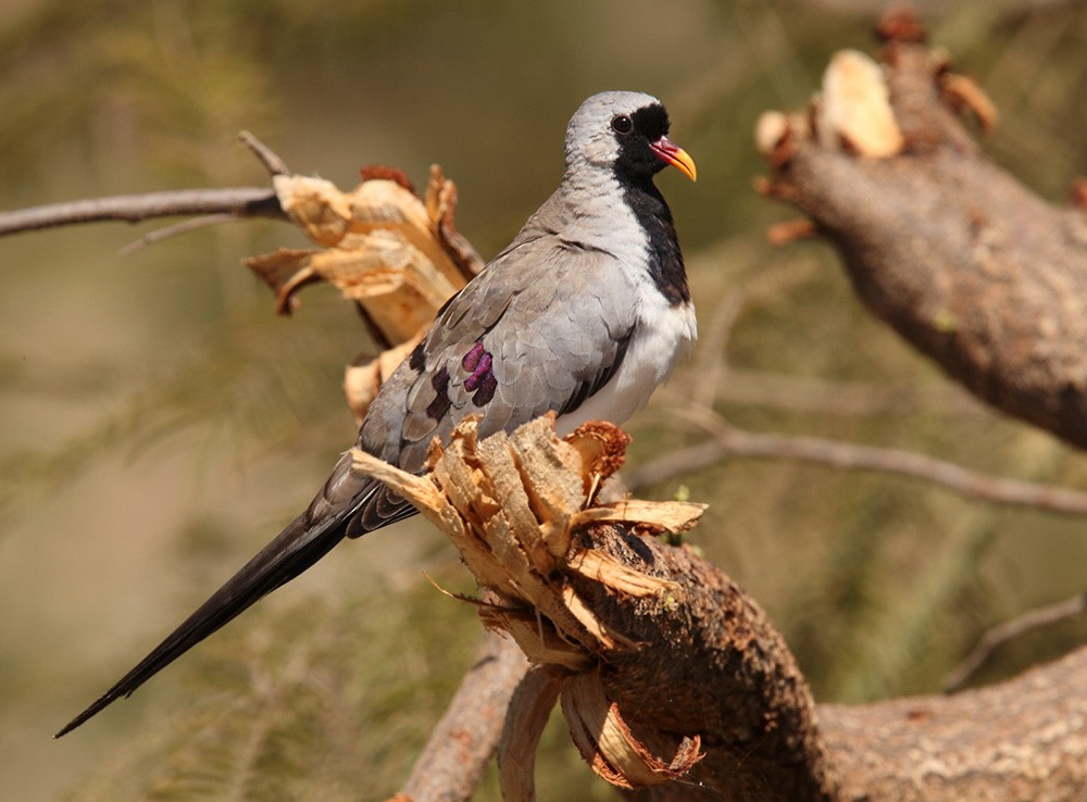 Namaqua Dove - Lars Petersson | My World of Bird Photography