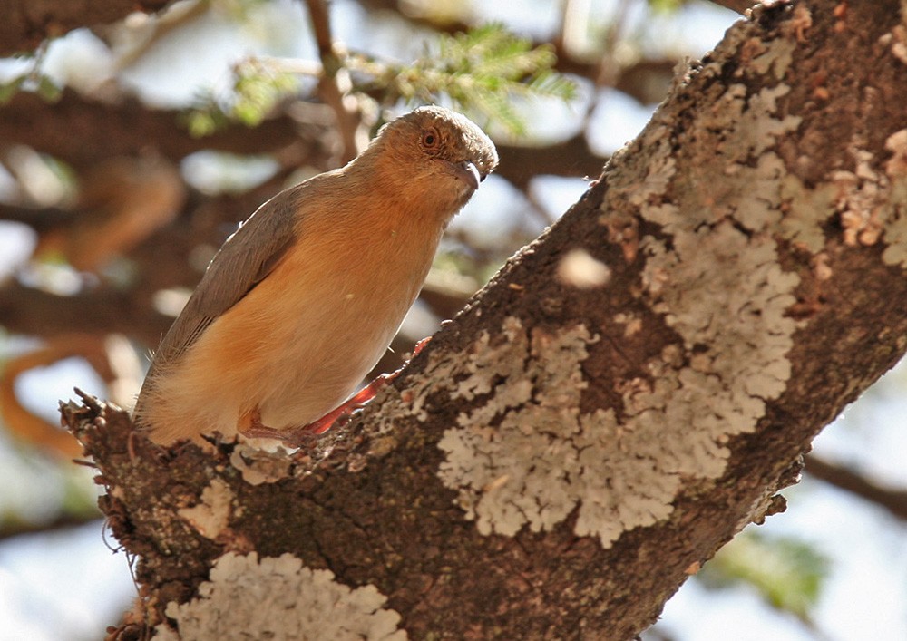 Red-faced Crombec - Lars Petersson | My World of Bird Photography