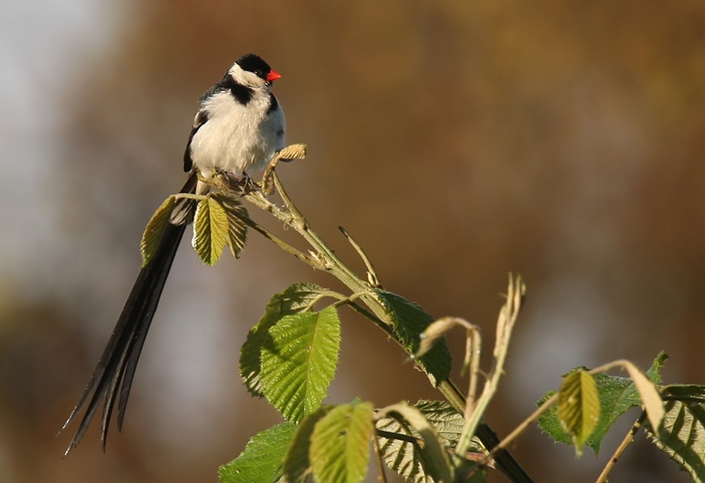 Pin-tailed Whydah - Lars Petersson | My World of Bird Photography